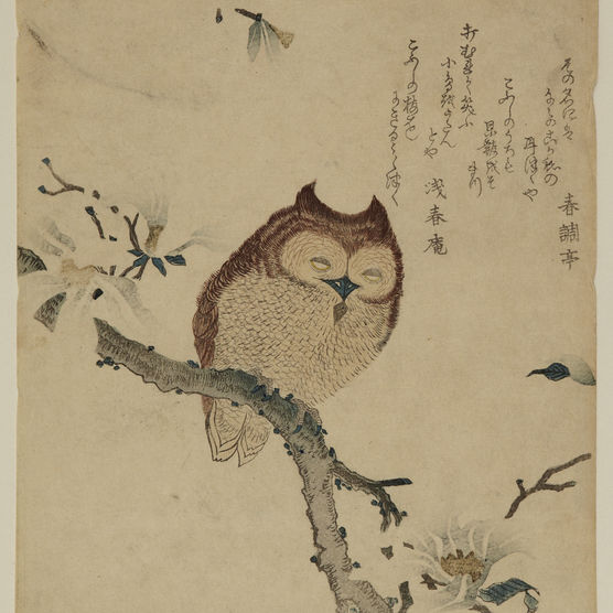 A horned owl sits on a branch covered with embossed, lightly colored magnolias in bloom.