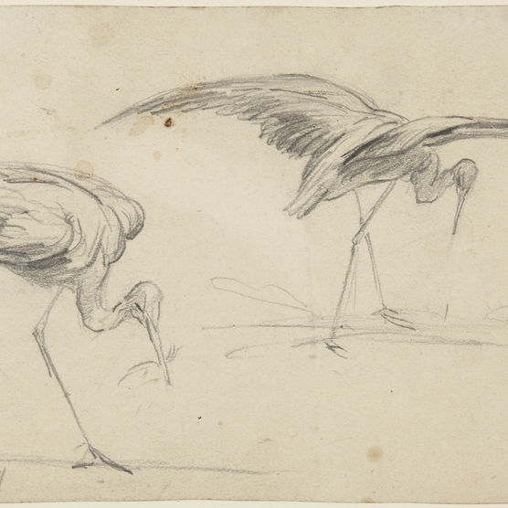 Two birds with long beaks and long slender legs, one with its wings outstretched
