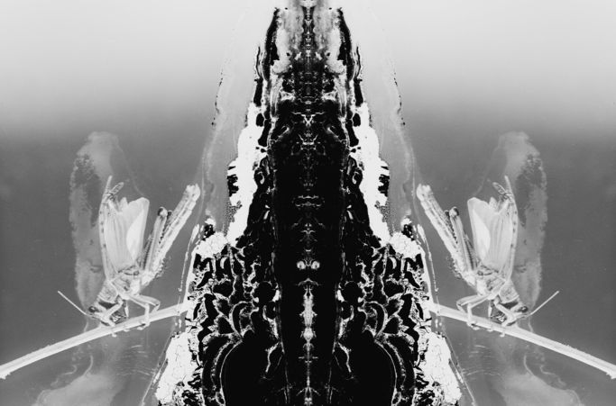 Black and white abstract image that mirrors itself