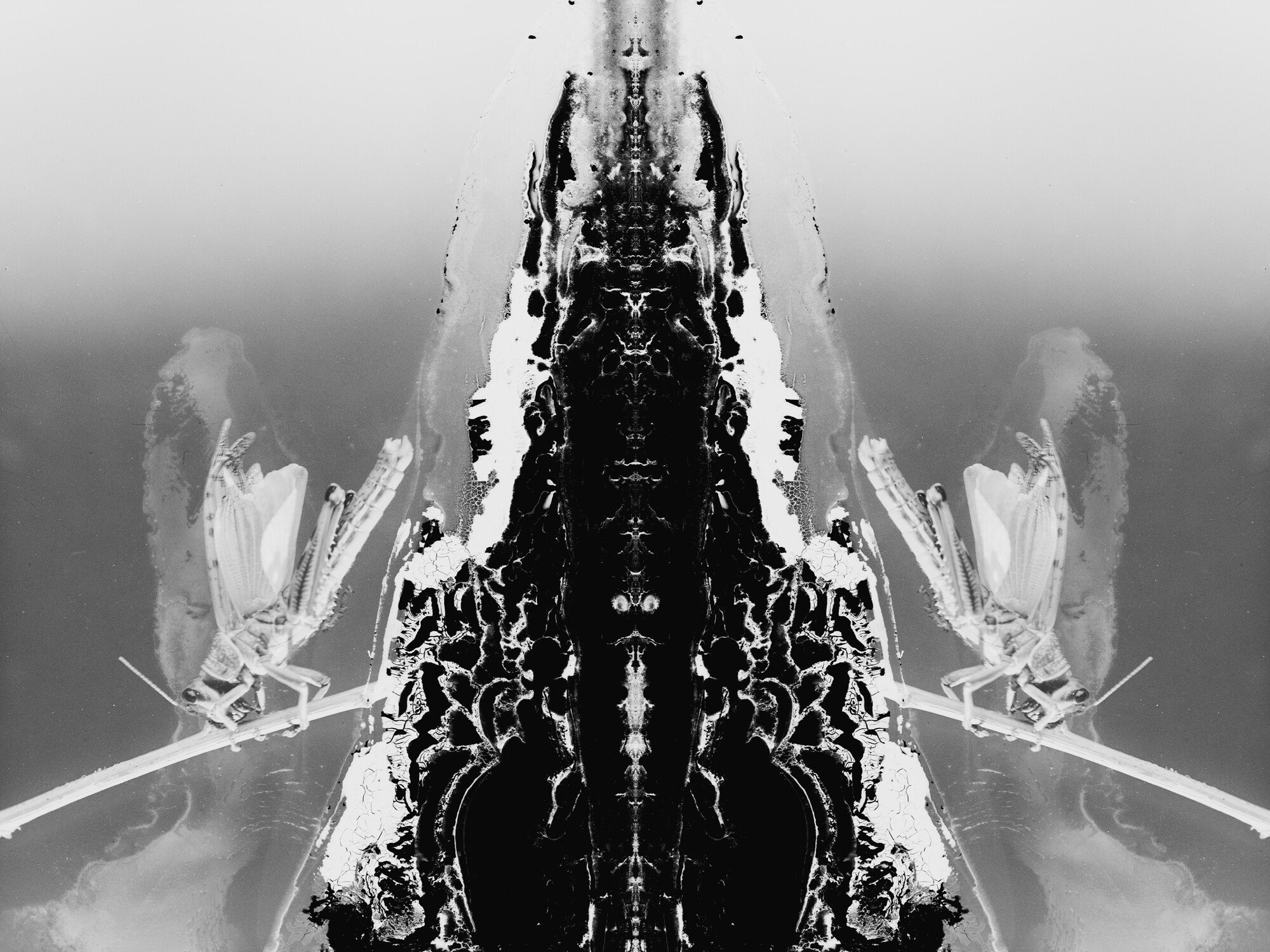 Black and white abstract image that mirrors itself